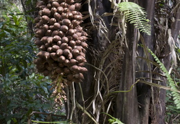 cahoun palm tree