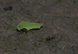 leaf cutter ants