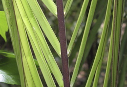 jungle palm