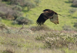 turkey vulture in Point Reyes