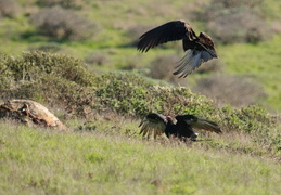 Turkey Vultures fighting over a carcas