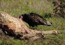 Turkey Vulture feeding on a tule elk carcas