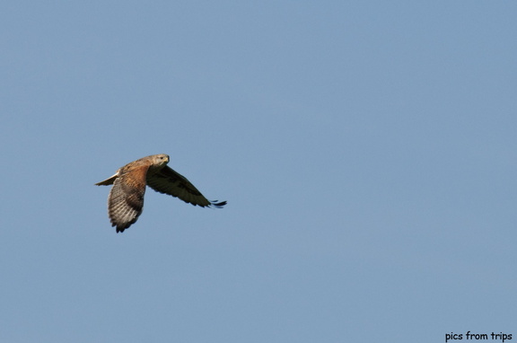 Red-tailed hawk hunting