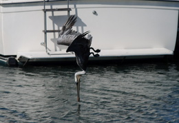 pelican diving in the water
