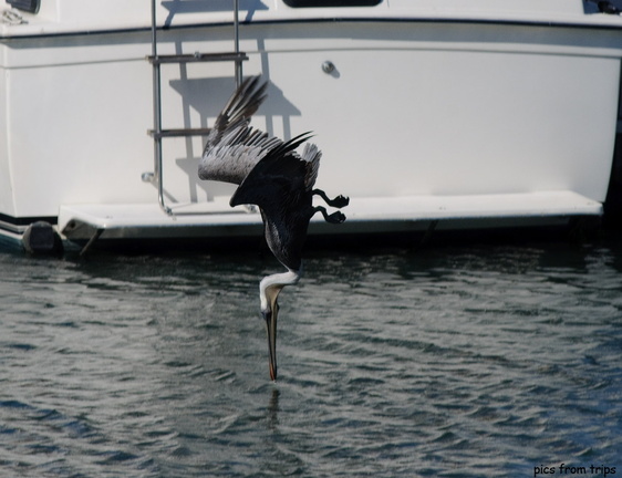 pelican diving in the water
