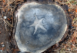 starfish in the woods
