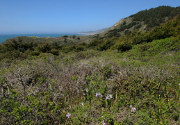 Marin coast