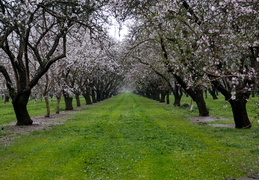 Central Valley Orchards