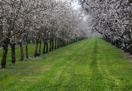 flowering orchard