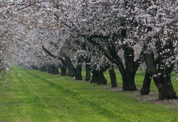 orchard in the spring