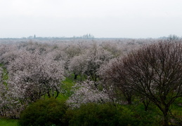 orchards in the Central Valley