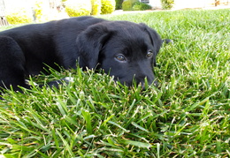 Dylan in the grass