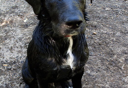 Dylan after a romp in the water