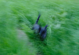 running in the grass