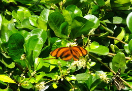 butterflies in the bushes