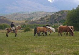 gaucho tending to horses