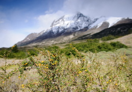 flowers in Torres Del Paine National Park