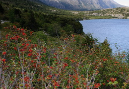 Fire bush, Lago Skottsberg & Los Cuernos del Paine