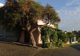 Ceibo tree, Uruguay