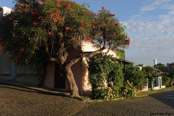 Ceibo tree, Uruguay