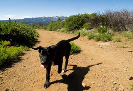 Happy dog on the trails