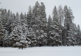 fresh snow on the trees