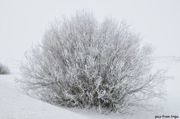 frozen bushes in Idaho