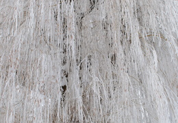 frozen willow