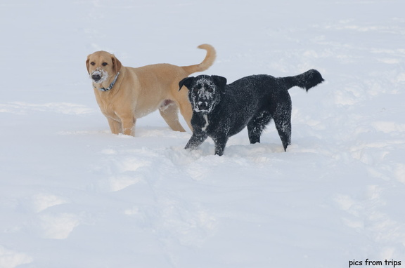 snowy pups