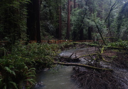 Redwoods & Creek
