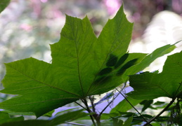 leaves2011d24c085