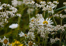 wildflowers2011d24c022